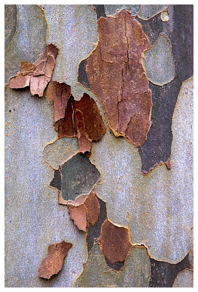 Colorful American Sycamore bark.