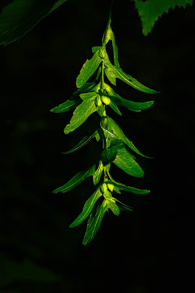 A twisted cluster of tree seed pods.