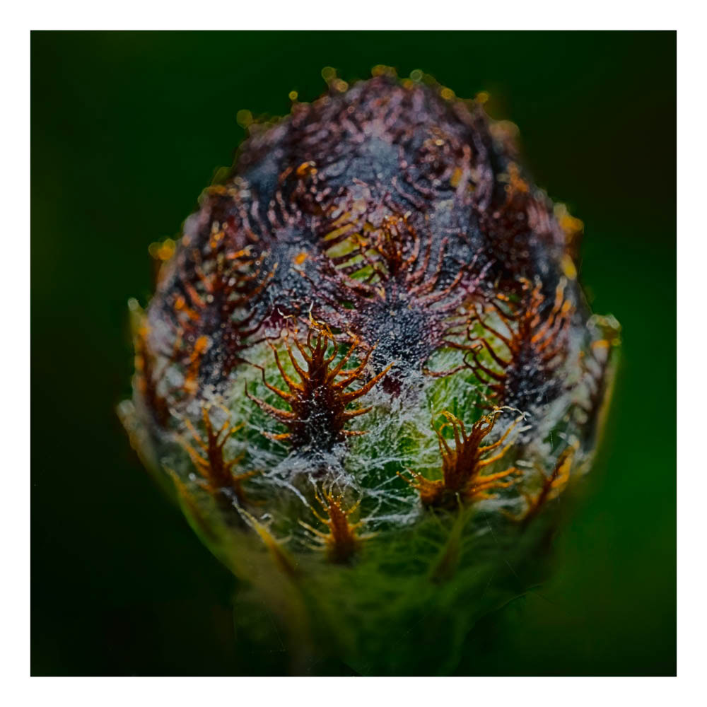 A cool looking unknown weed bud that looks like it has aliens growing on it.