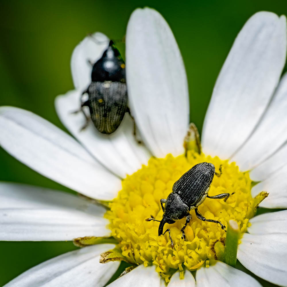 Black Weevils on daisy flower.