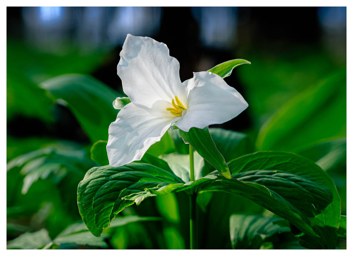 Classic white trillium flower