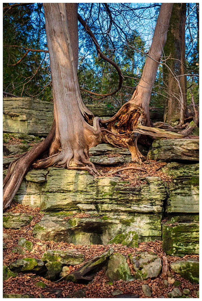 White cedar trees growing on a limestone cliff with exposed roots growing at Clark Reservation State Park.