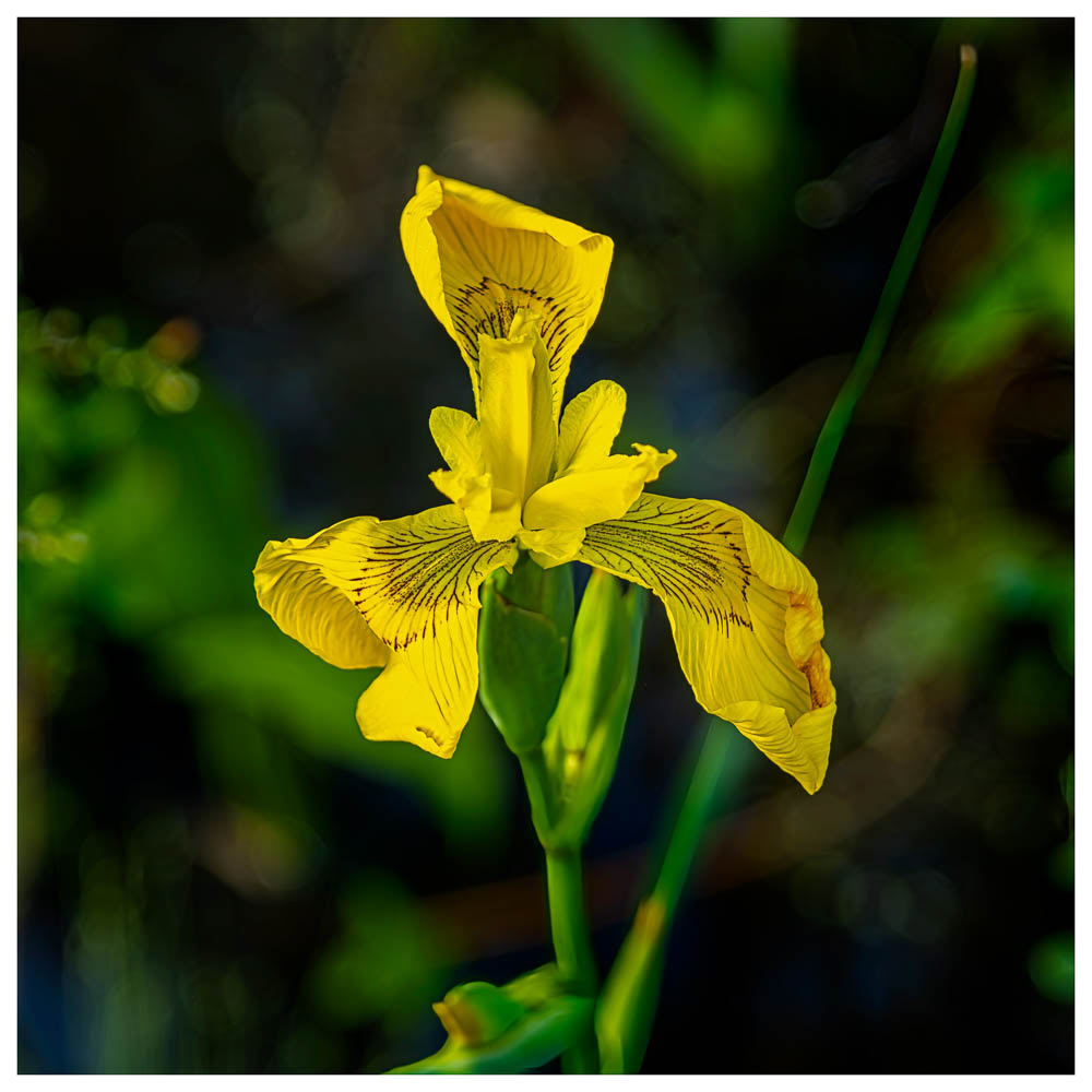 A wild yellow iris that was blooming in the bog at Beaver Lake Nature Center in Baldwinsville. New York.