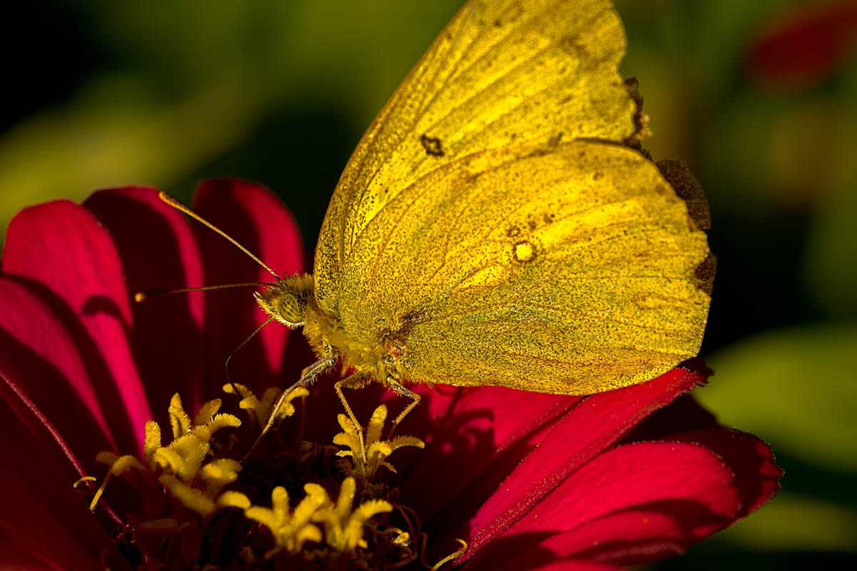 A yellow moth with glowing light on a deep red flower.