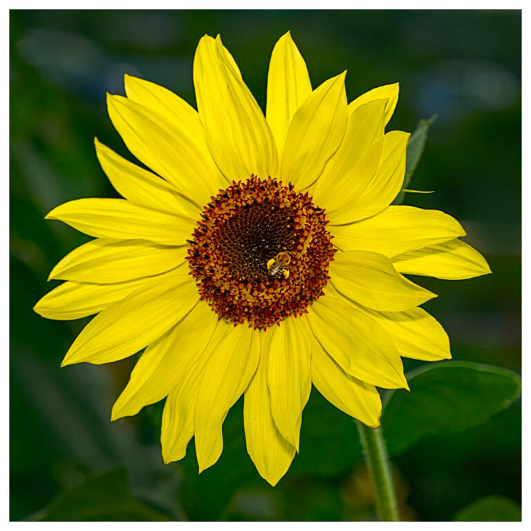 Beautifully lit yellow sunflower with a honeybee full of pollen on its legs.