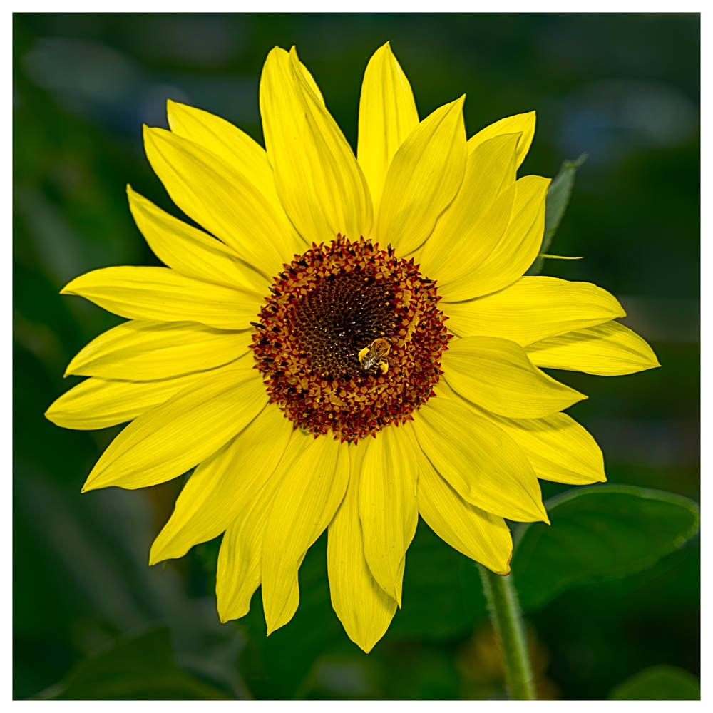 Beautifully lit yellow sunflower with a honeybee full of pollen on its legs.