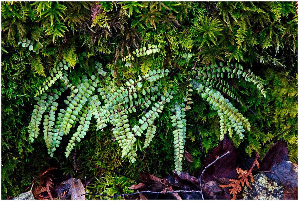 A maidenhair Spleenwort Fern growing within fractured limestone along with mosses.