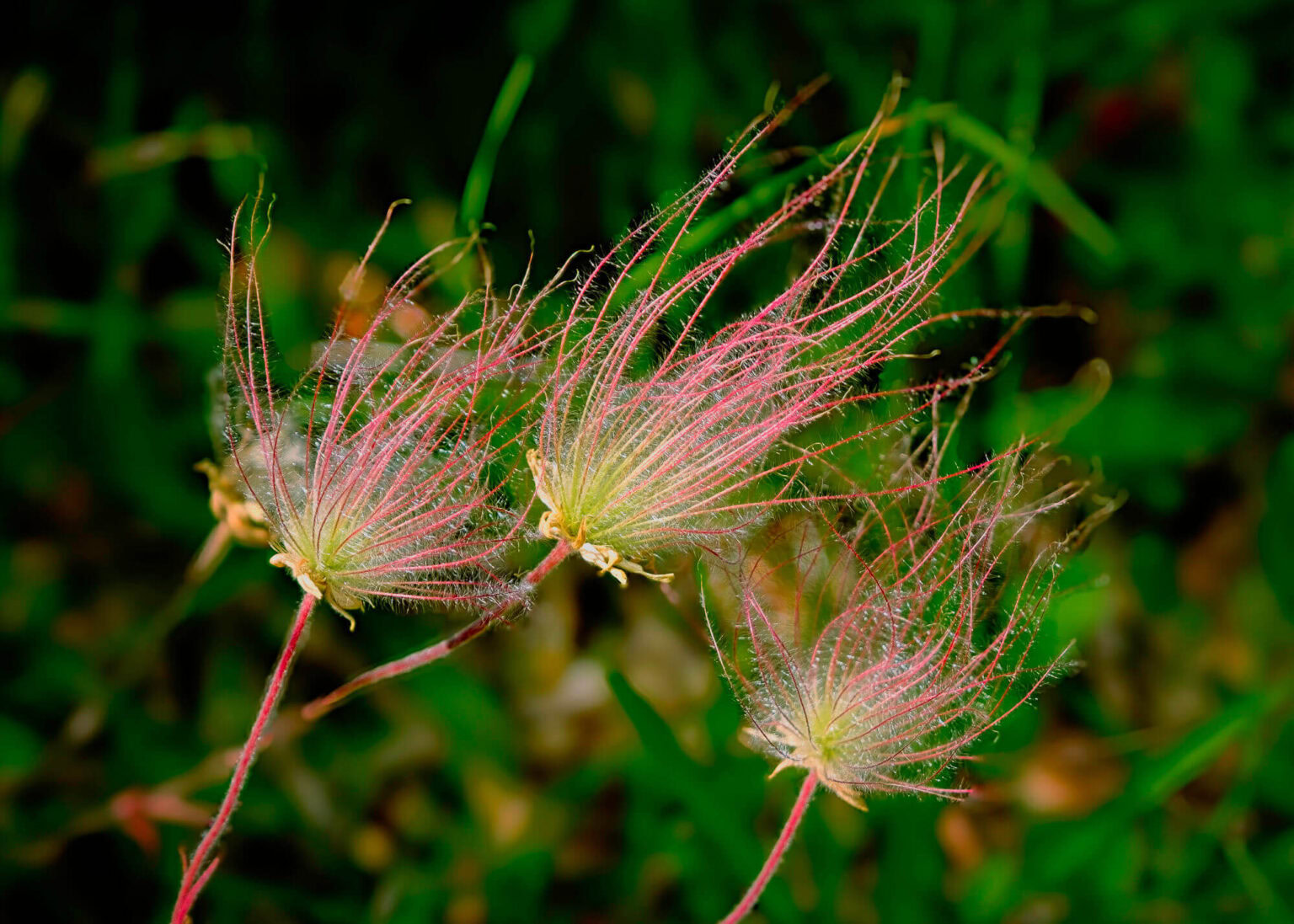 Wild Prairie Smoke Flower Geum Triflorum from Chaumont Barrens
