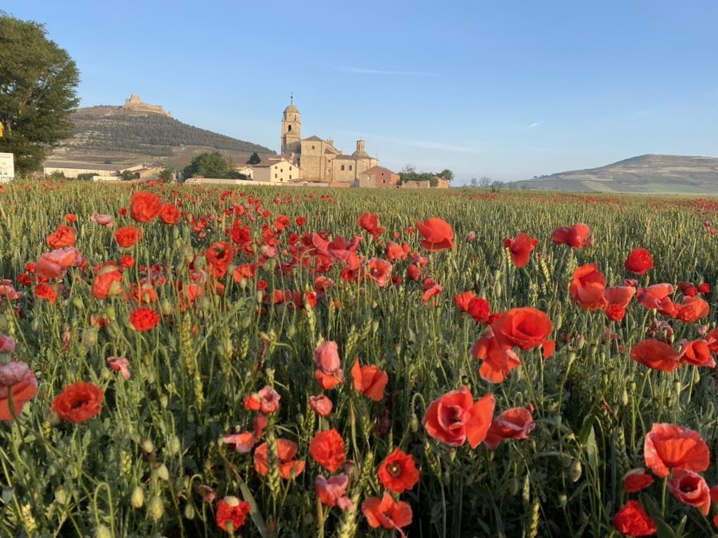 A field of red flowers with a large cathedral in the distance along the Camino Francés.