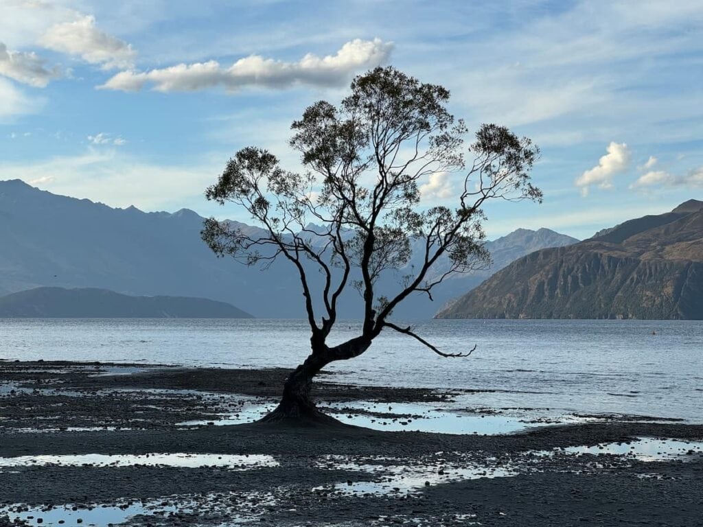 The famous Wānaka tree in Lake Wānaka on a sunny clear afternoon.