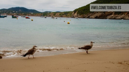 Cala Sant Vicent - Cala San Vicente