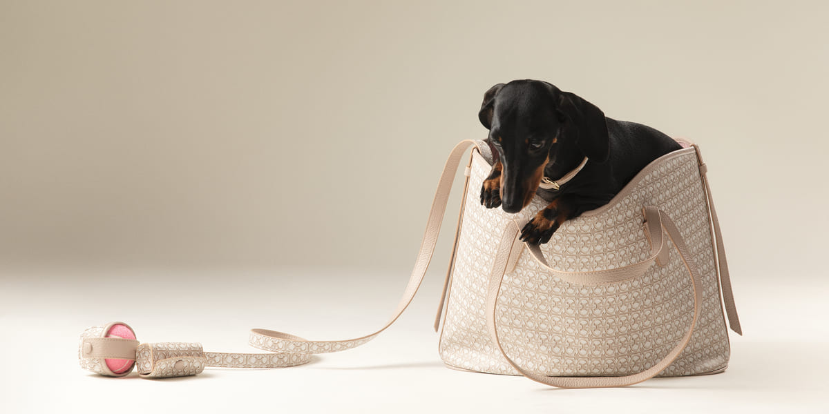 accessori-pet-di-tendenza-pe-2025-collezione-coccinelle-animali-domestici