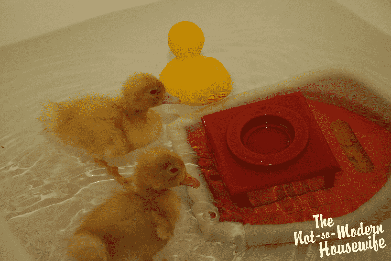 Our New Ducklings