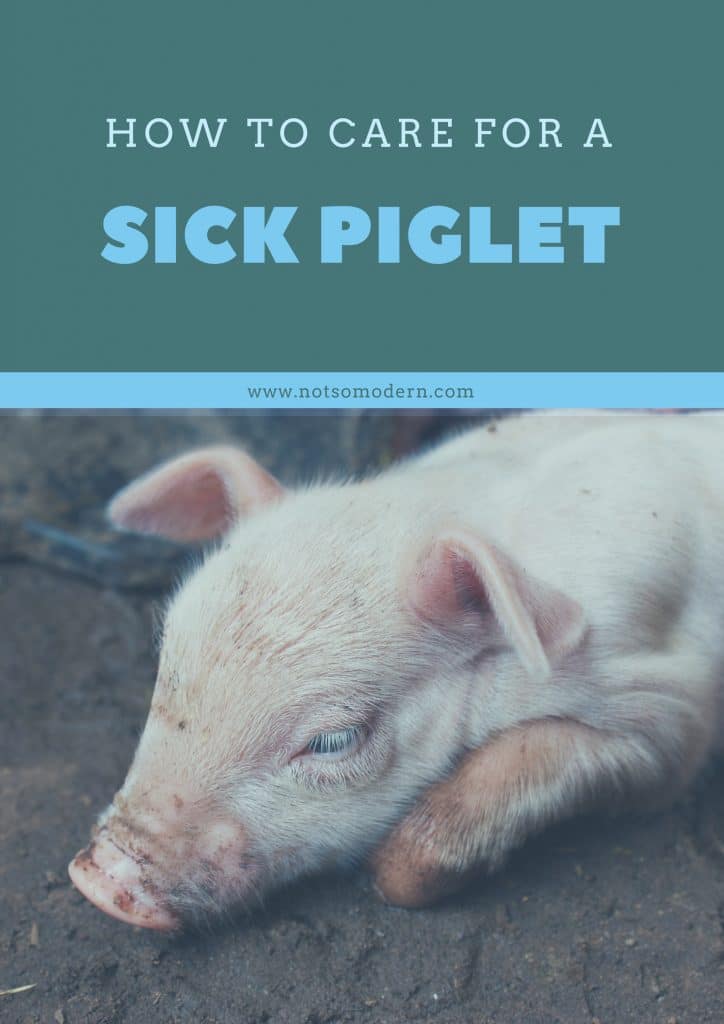 How to Care for a Sick Piglet - Yorkshire piglet