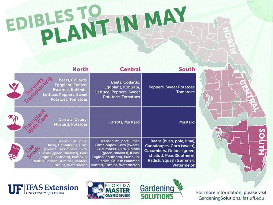 20+ Expert-Recommended Crops for What to Plant in May in Florida