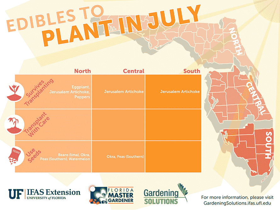 What to Plant in July in Florida: 19+ Top Picks for Your Garden Space