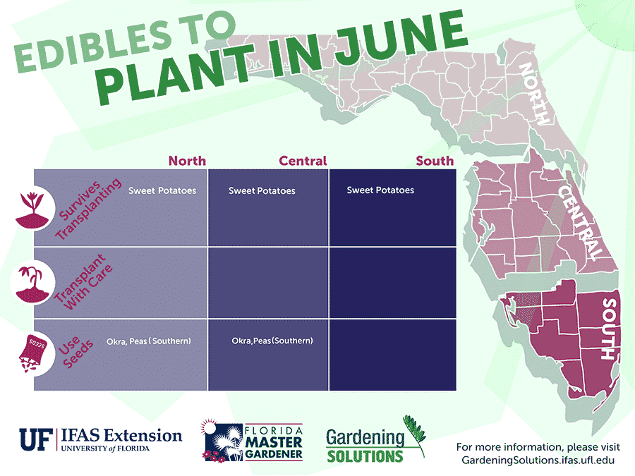 What to Plant in June in Florida: 19+ Top Plants for Hot Weather