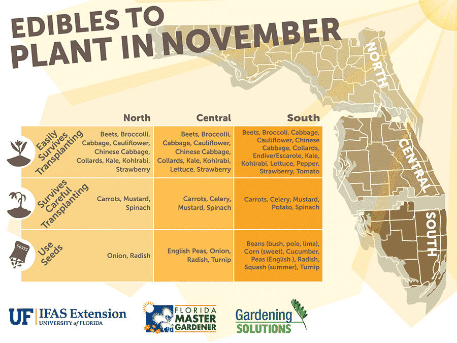What to Plant in November in Florida: 25+ Must-Have Plants for Your Florida Garden