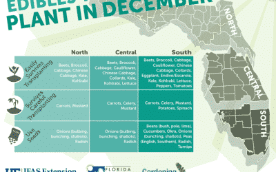 20+ Must-Have Vegetables: What to Plant in December in Florida