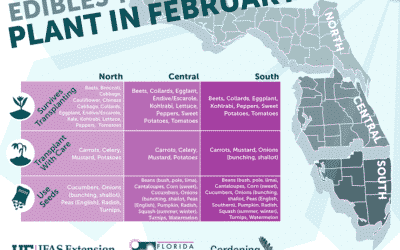 What to Plant in February in Florida: 35+ Vegetables to Maximize Your Garden