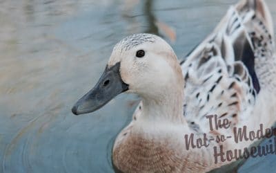Raising Ducks for Eggs