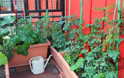 10 Best Planters for Your Container Garden