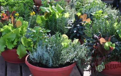 4 Steps to Selecting the Perfect Containers for Vegetable Gardening