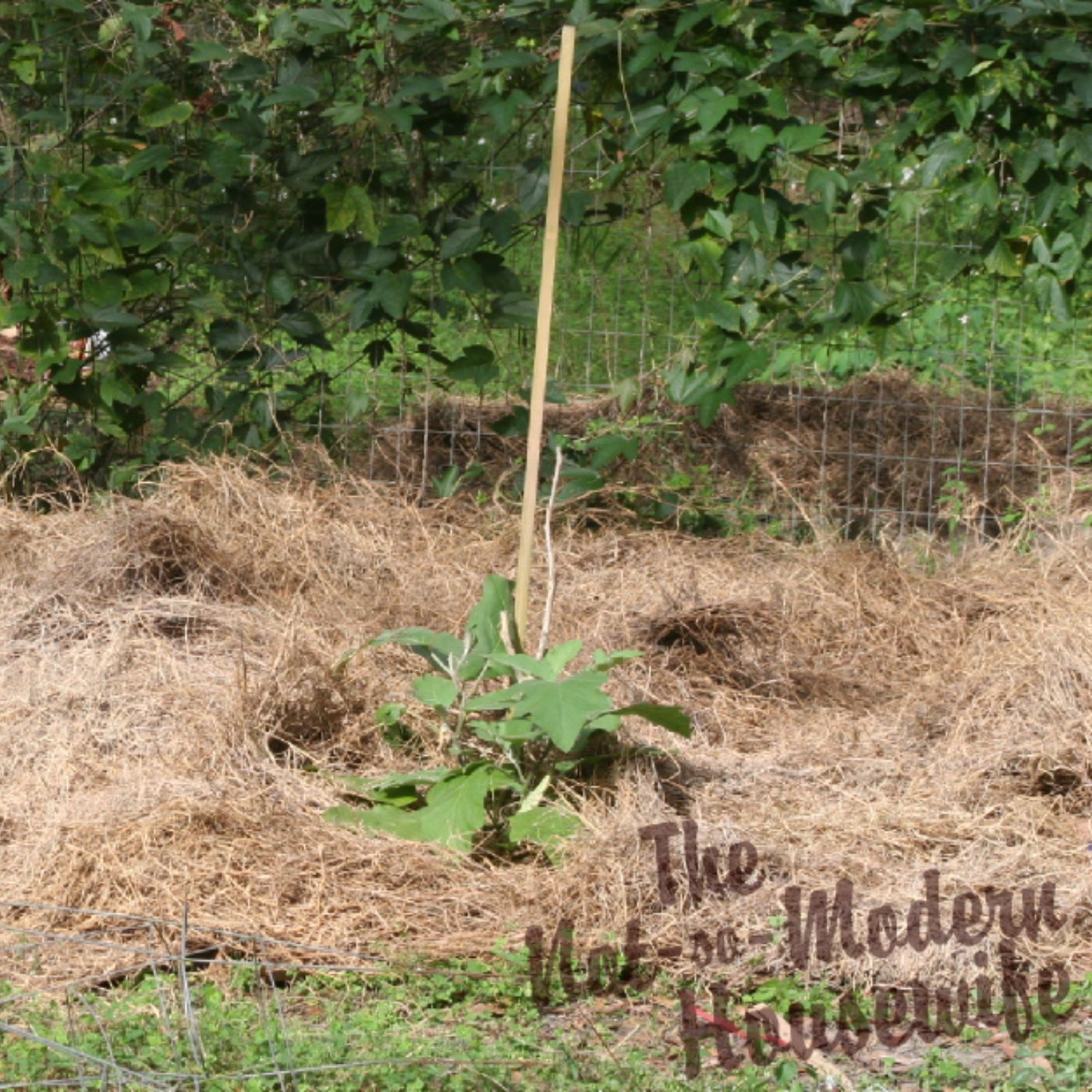 Feeding Your Soil: The Surprising Truth about No-Till Lasagna Gardening