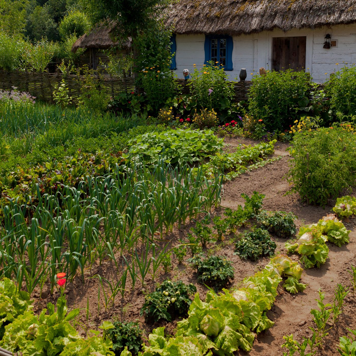 Planning a Vegetable Garden: 5 Essential Tips for Success