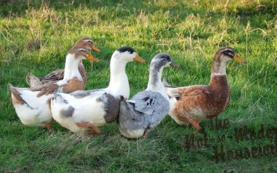 10 Interesting Facts About Ducks You Didn’t Know