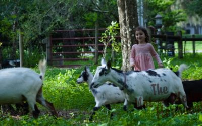 How to Get Farm Chores Done When You Have Small Children
