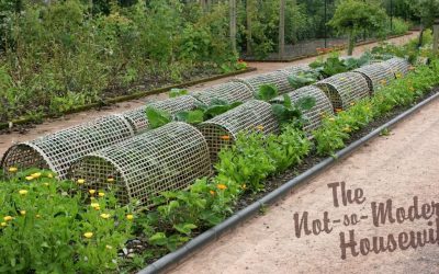 6 Easy Steps for Organic Pest Control