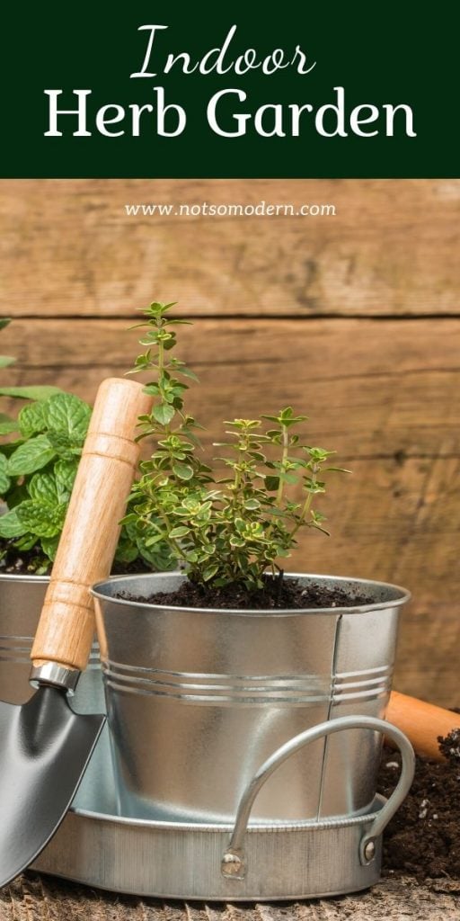 Indoor Herb Garden - small thyme herb plant growing in a container garden
