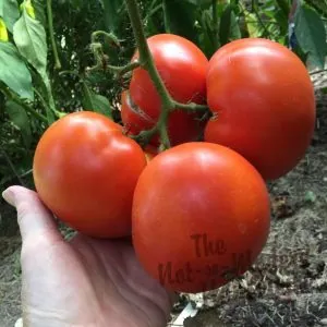 A hand holds a cluster of ripe, red tomatoes still on the vine in a backyard garden, showcasing the success of following organic tomato growing tips.