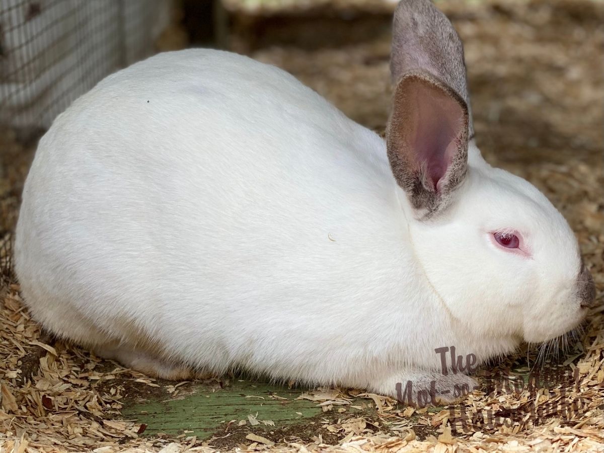 Beginner’s Guide to Raising Meat Rabbits