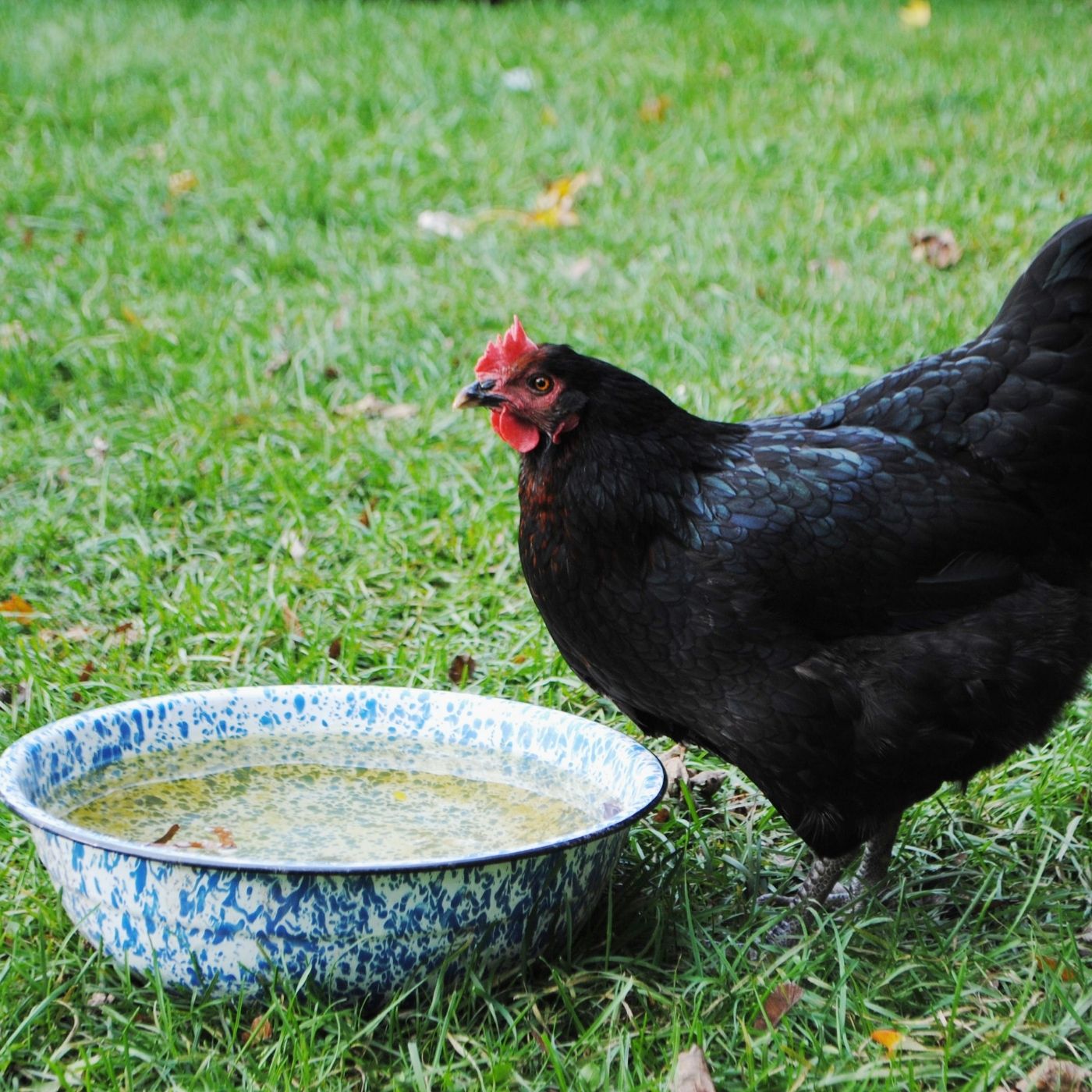 10 Important Homesteading Ideas to Start Your Self-Sufficient Life