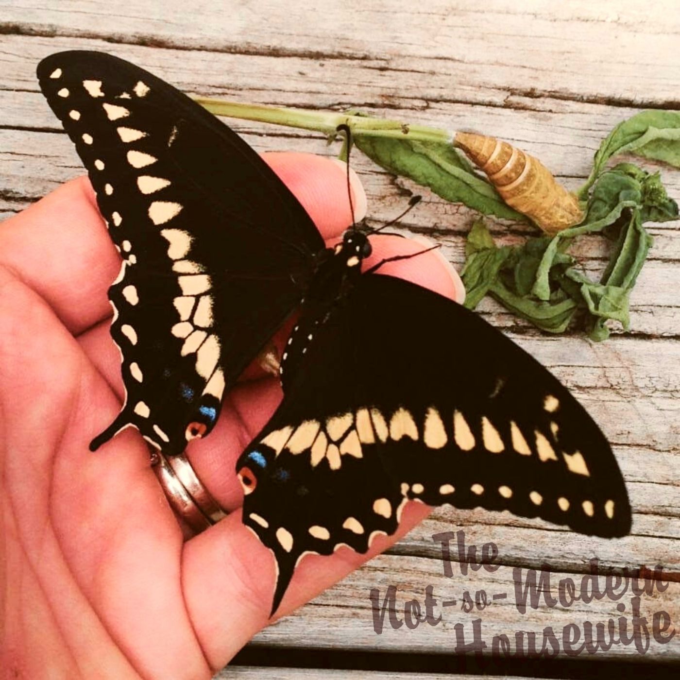24 Beneficial Herbs that Attract Butterflies to Your Garden
