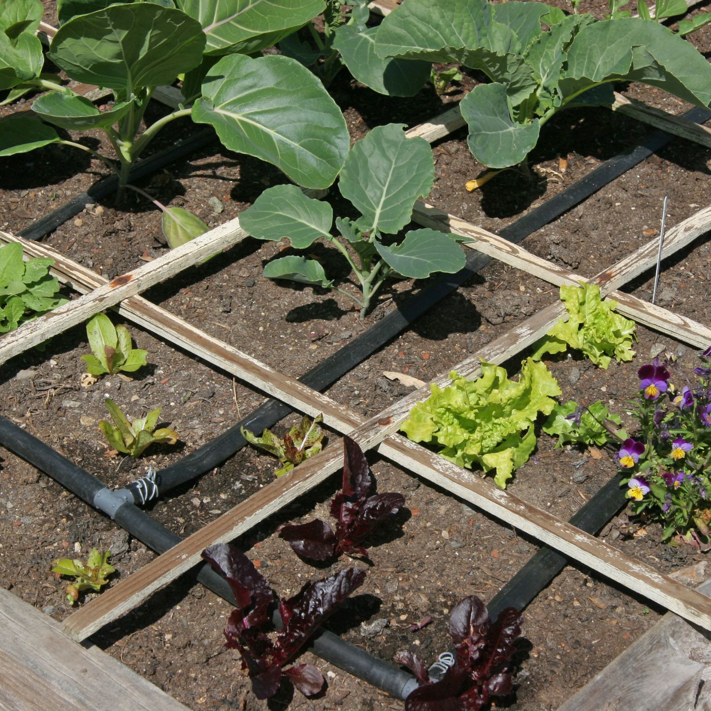 10 Tips for Growing an Amazing Homestead Garden