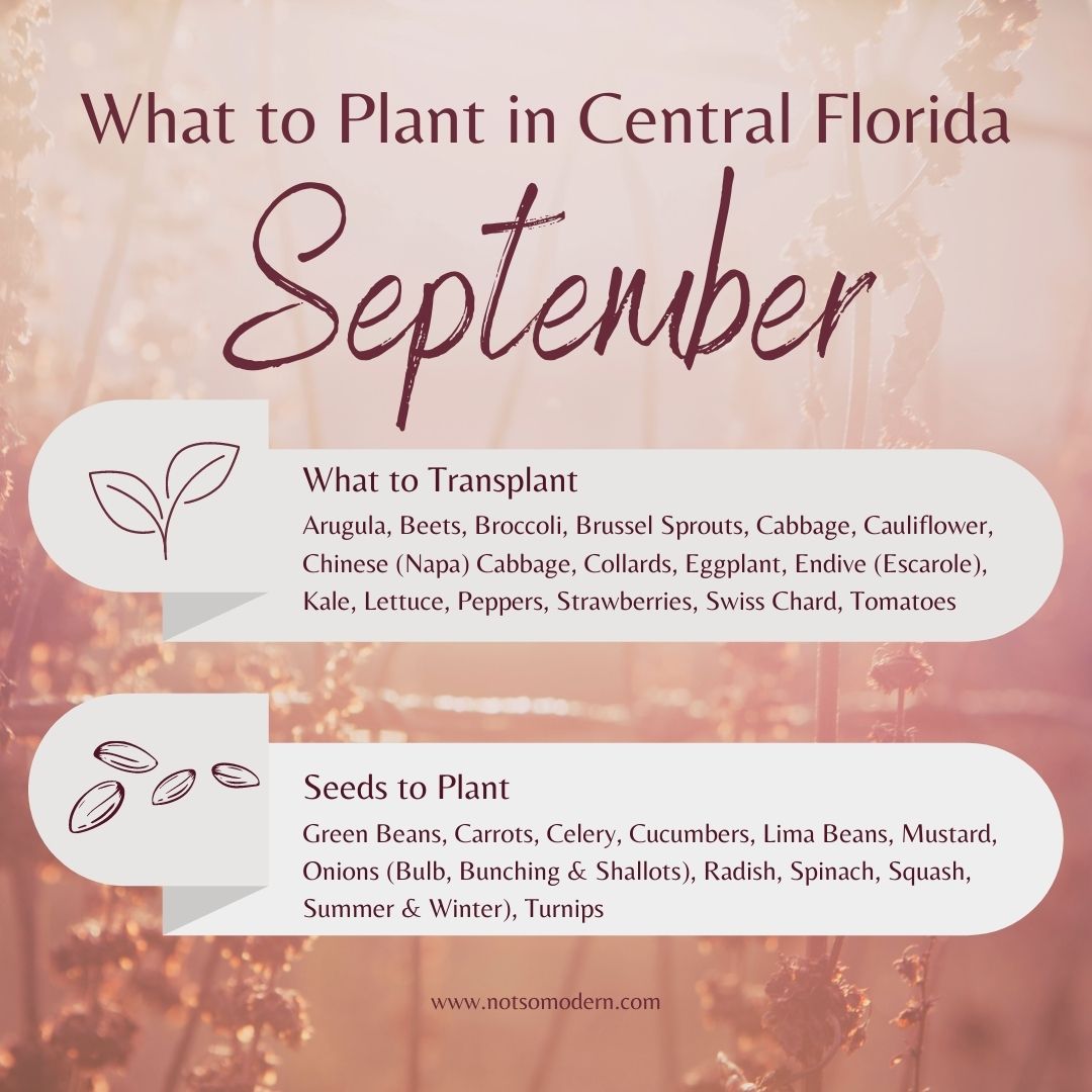 What to Plant in September in Florida: 30+ Surprising Vegetables That Thrive