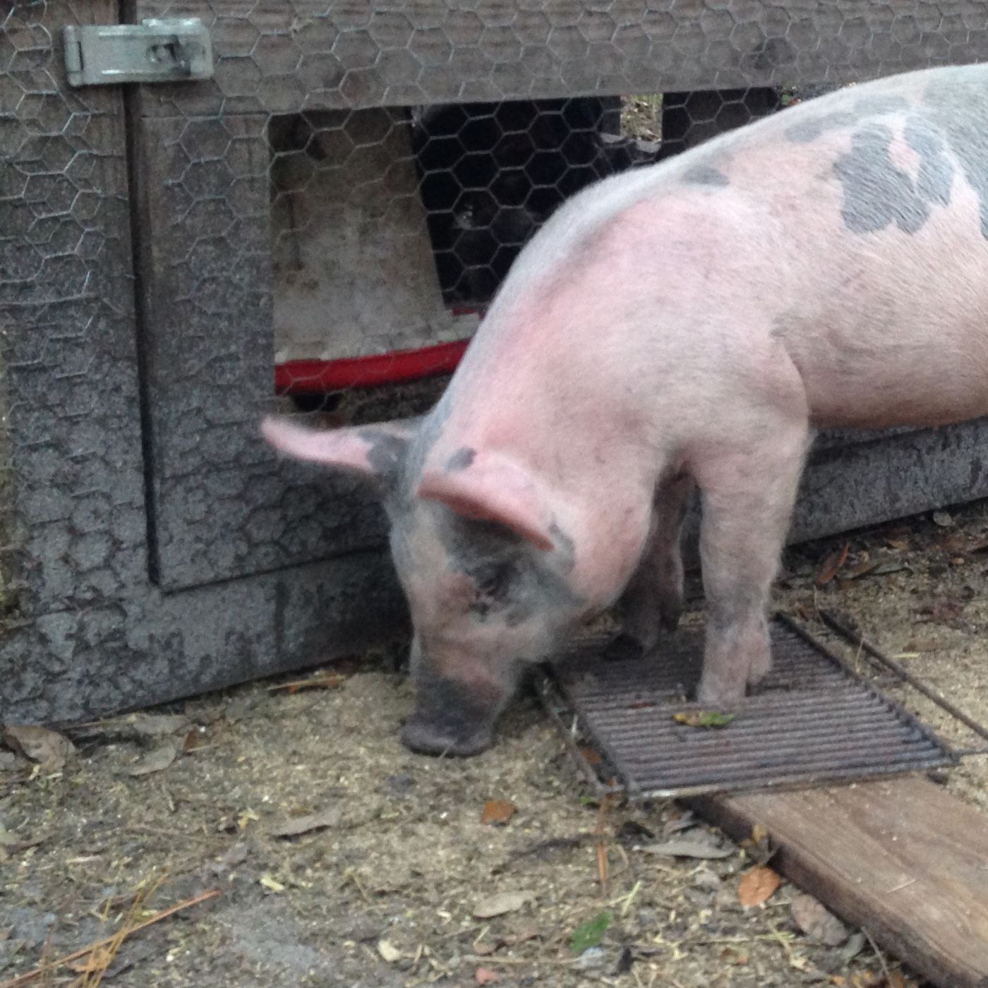 7 Essential Tips on How to Treat a Sick Pig Effectively