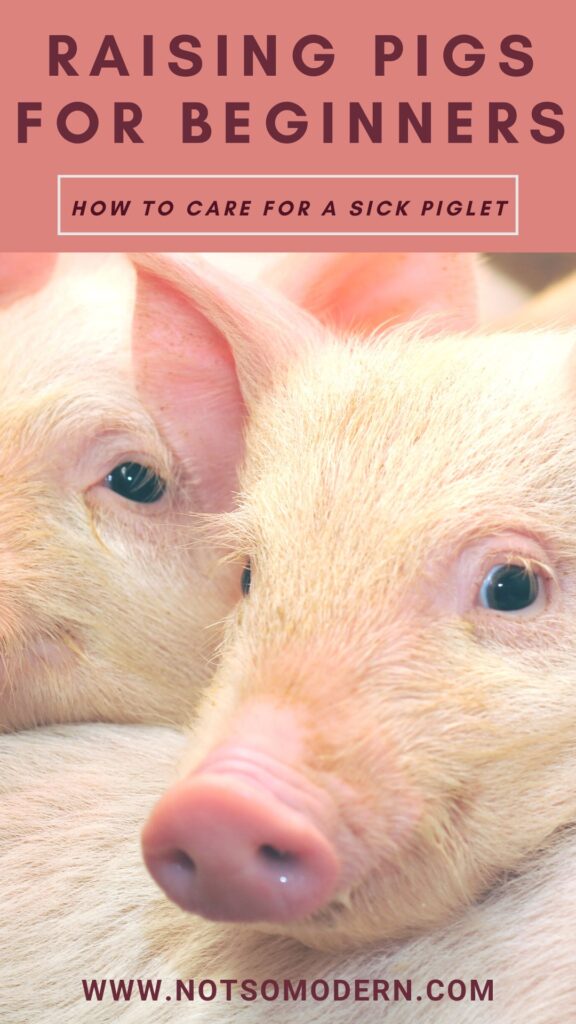 Raising pigs for beginners - caring for a sick piglet