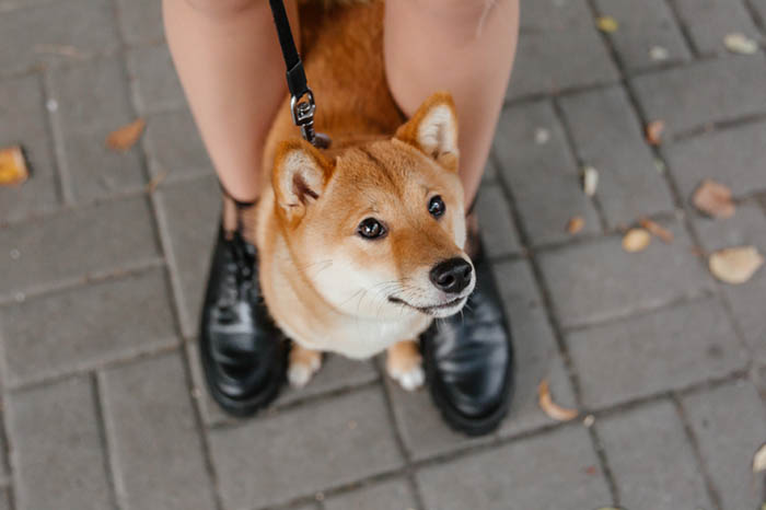 Les chiens sont les bienvenus