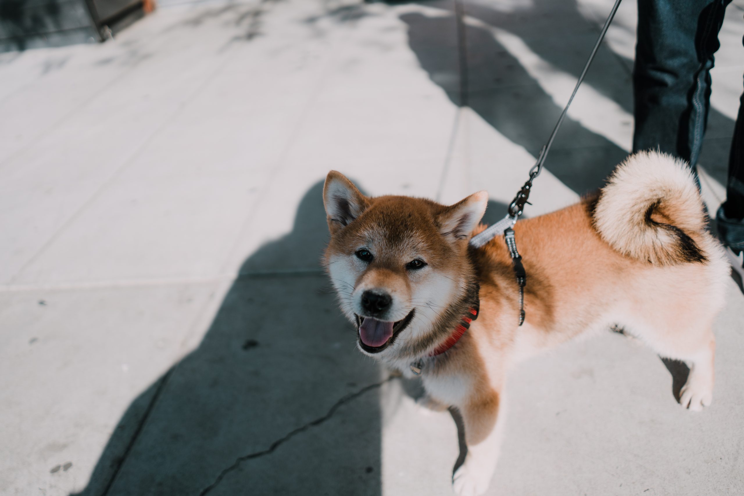 Les chiens sont les bienvenus