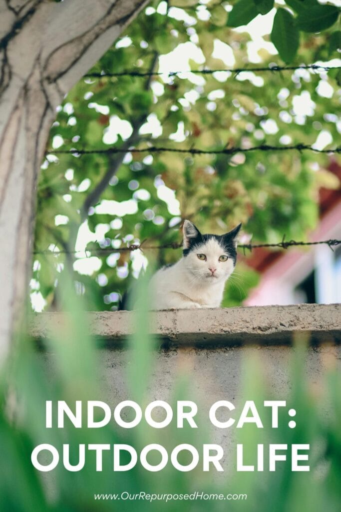 BLACK AND WHITE CAT OUTSIDE ON A SHELF.  How to keep your cats safe oudoors