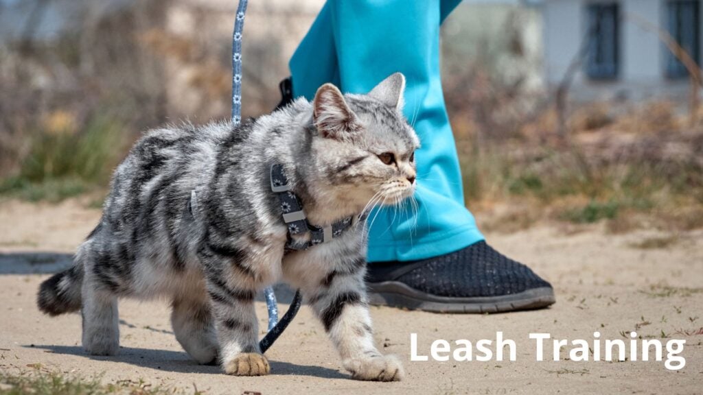cat walking on a leash