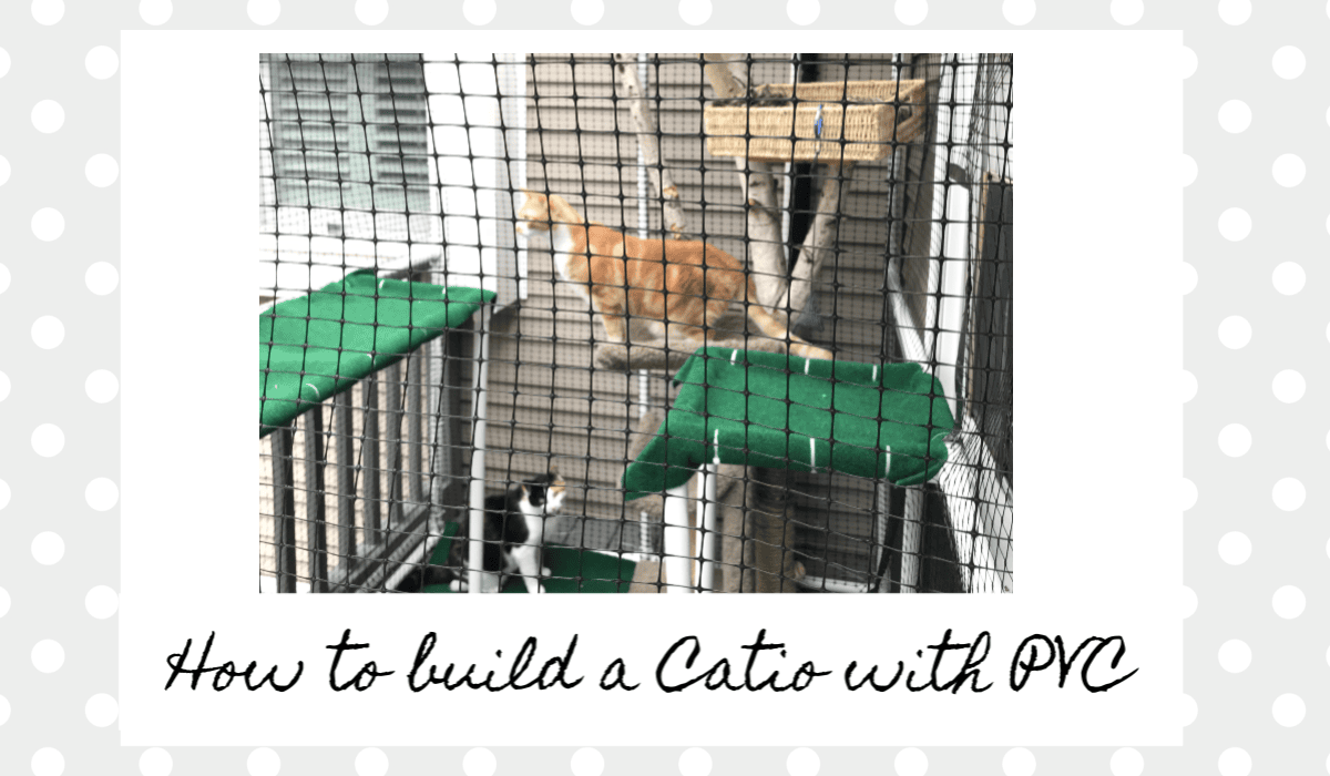 image of 2 cats playing inside a custom built catio or cat enclosure