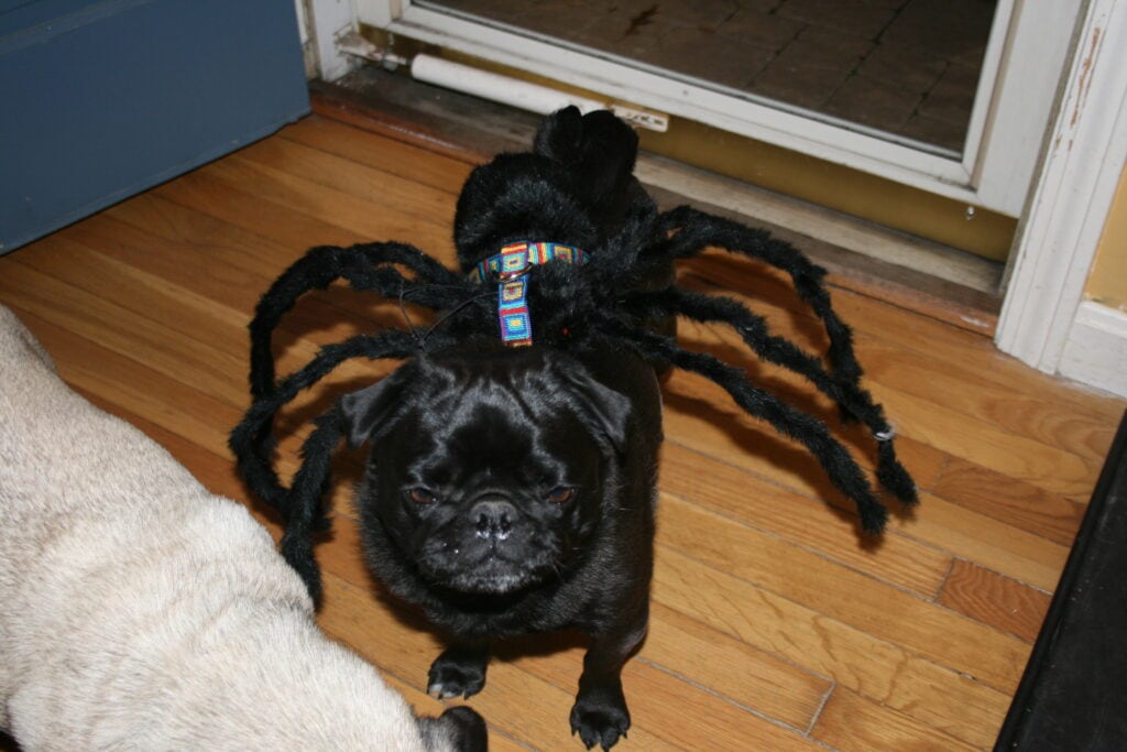 DIY Pug spider costume