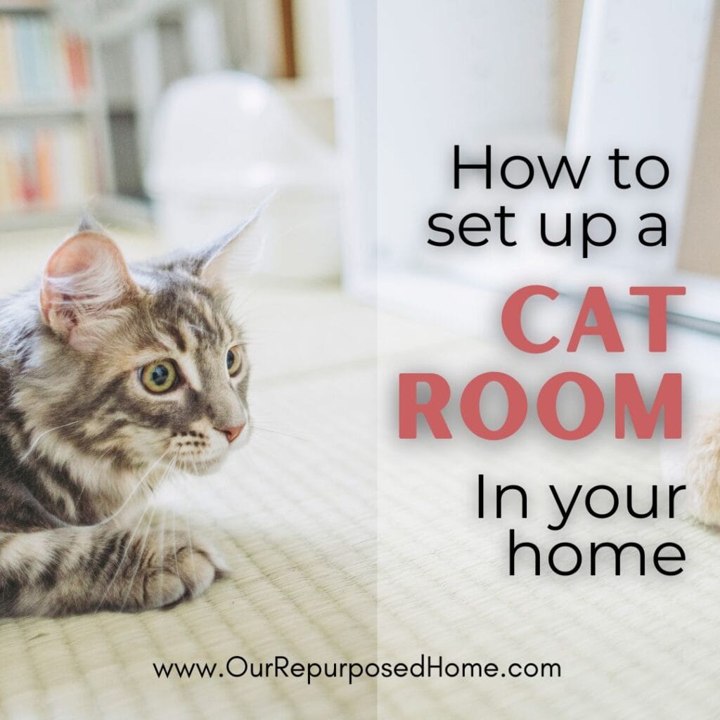 cat room ideas