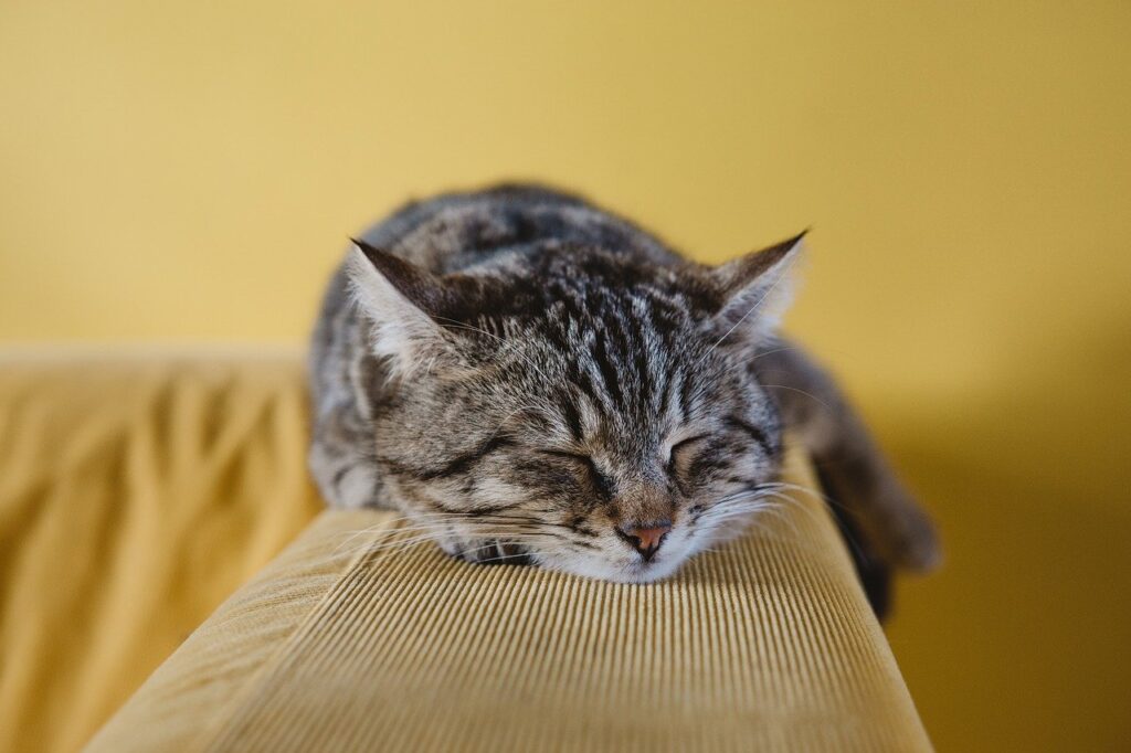 cute cat resting on back of sofa demonstrating cat friendly interior design ideas