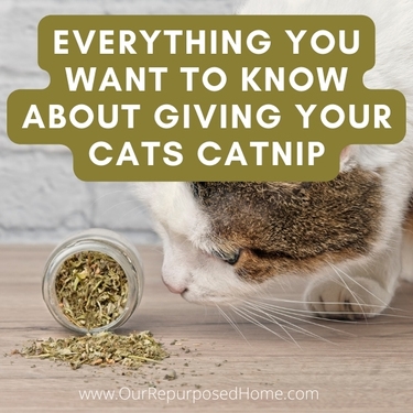 A cat sniffing Catnip from a jar